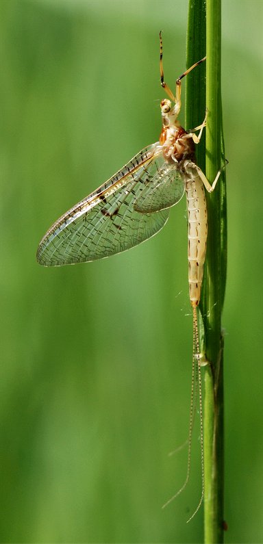 Ephemera glaucops